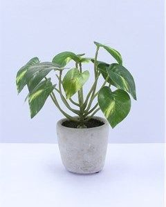 Philodendron Faux Potted Plant - Image 1